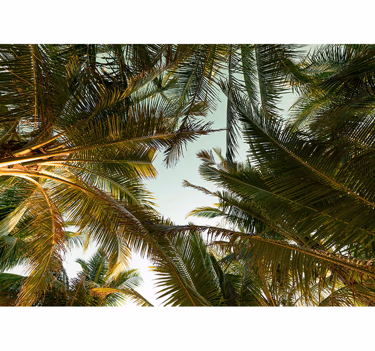 Fototapeter natur tropisk palmkanopy - Tenstickers