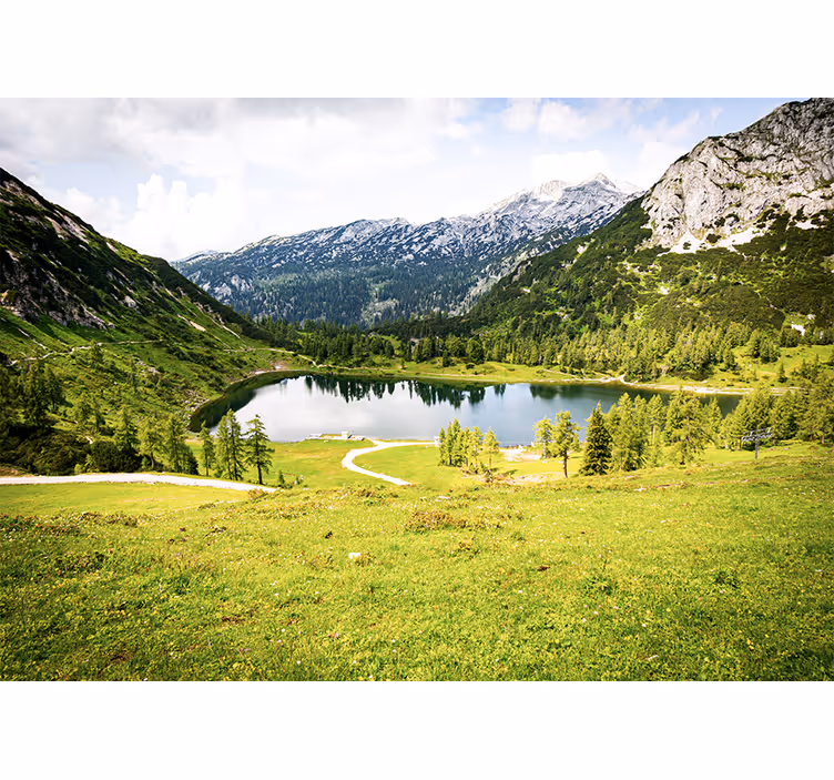 Fototapet grön skog - Tenstickers