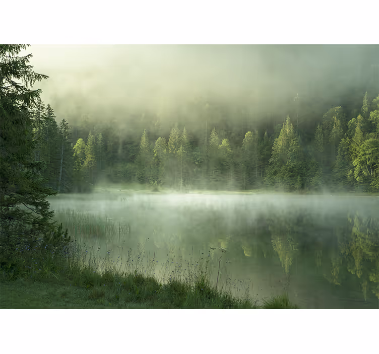 Fototapet gröna träd på en dimmig dag - Tenstickers