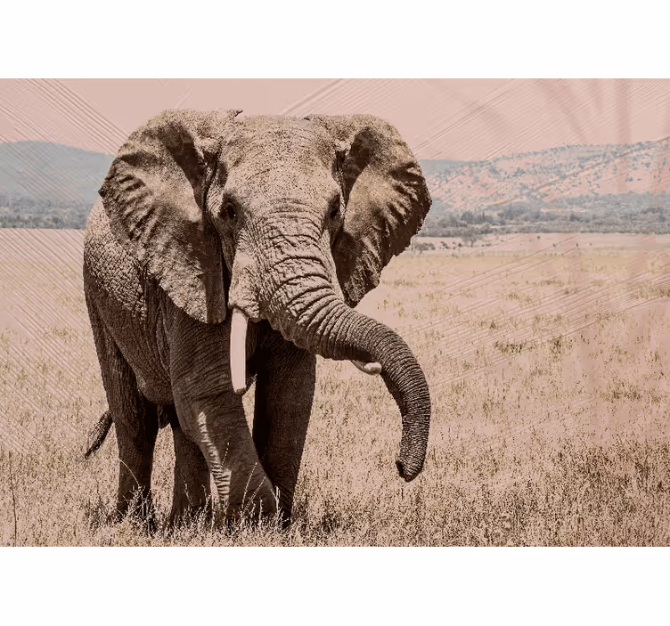 Fototapeter Övriga djur regal elefant aura - Tenstickers