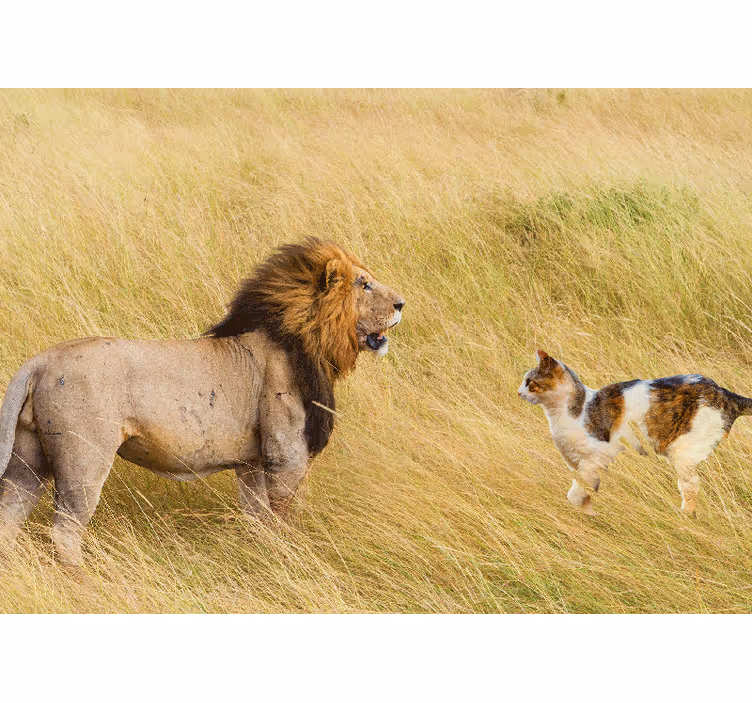 Fototapeter lejonen lejonmöte med katt - Tenstickers