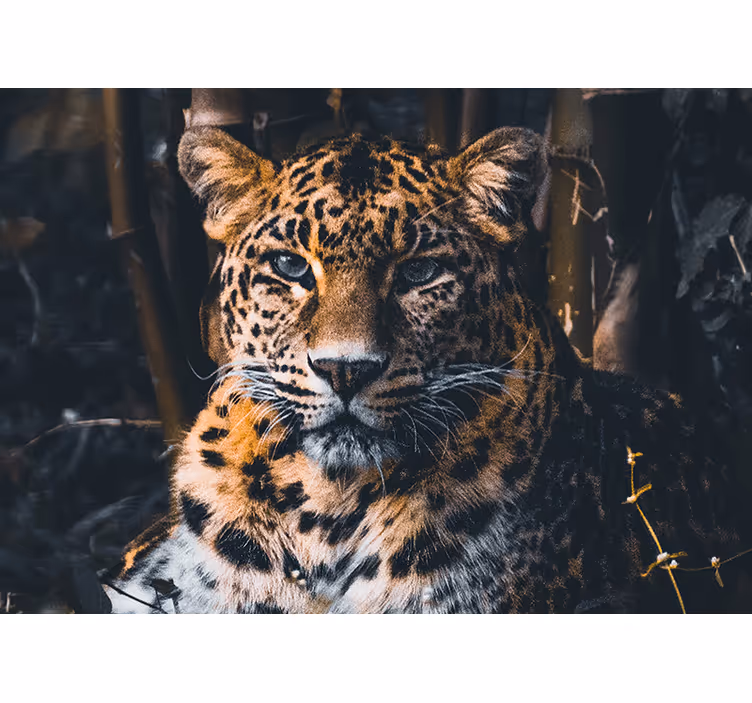 Fototapeter djur majestätisk leopardporträtt - Tenstickers