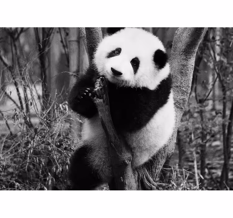 Fototapeter djur panda i träd - Tenstickers