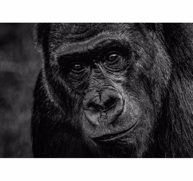Fototapeter djur gorilla närbild - Tenstickers