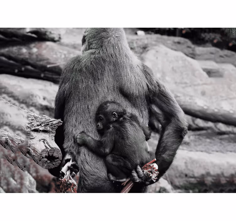 Söt mamma och baby gorilla afrika fototapet - Tenstickers