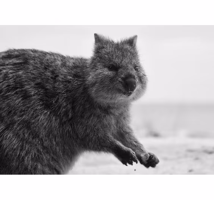 Fototapeter djur close-up wombatuttryck - Tenstickers