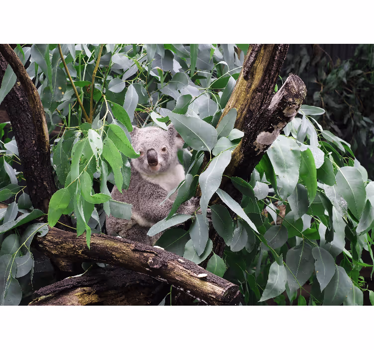 Fototapeter djur koala i löv - Tenstickers