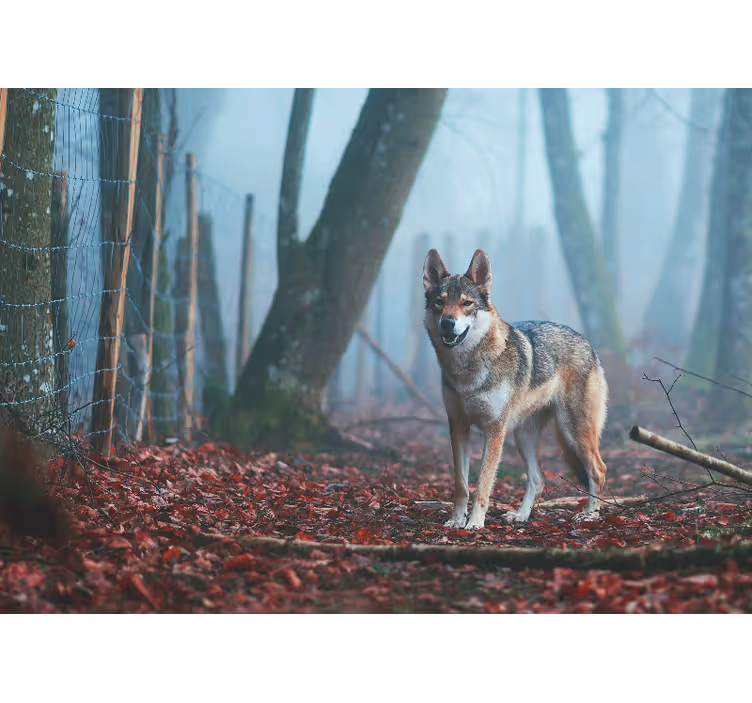Fototapeter djur varg i dimmig skog - Tenstickers