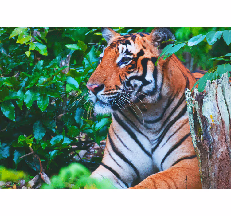 Fototapet djungel majestätisk tiger stirrar - Tenstickers