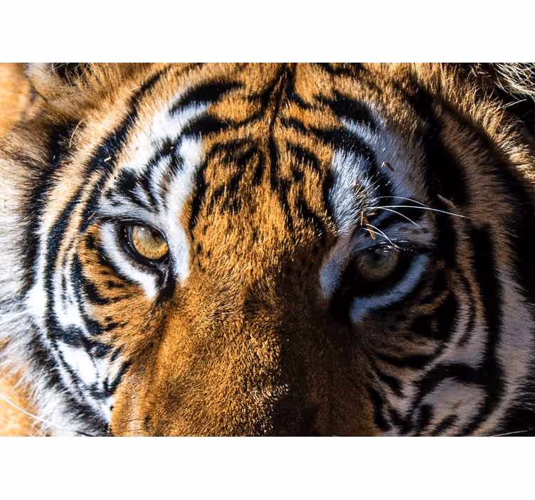 Vackra tigerögon afrika fototapet - Tenstickers