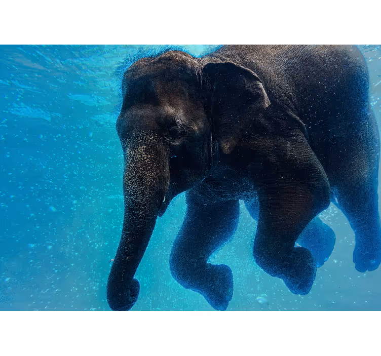 Vacker undervattens elefant afrika fototapet - Tenstickers