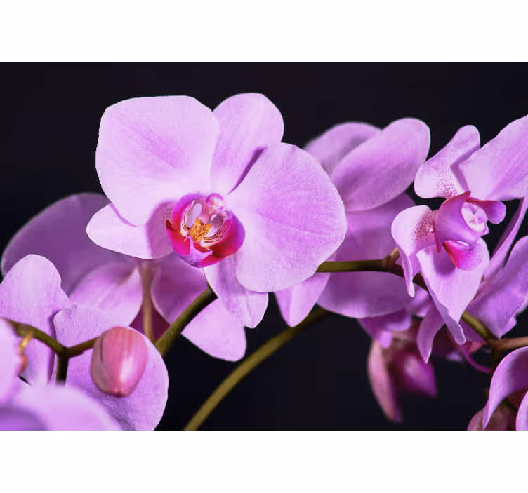 Fototapeter orkidéer graciösa orkidéblommor - Tenstickers