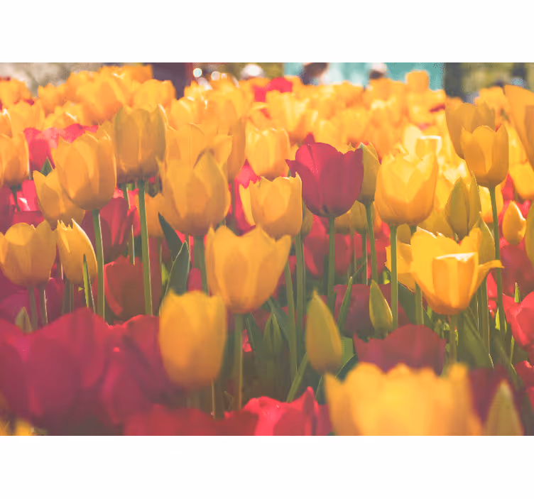 Fototapeter blommor tulpanblomsterfält - Tenstickers