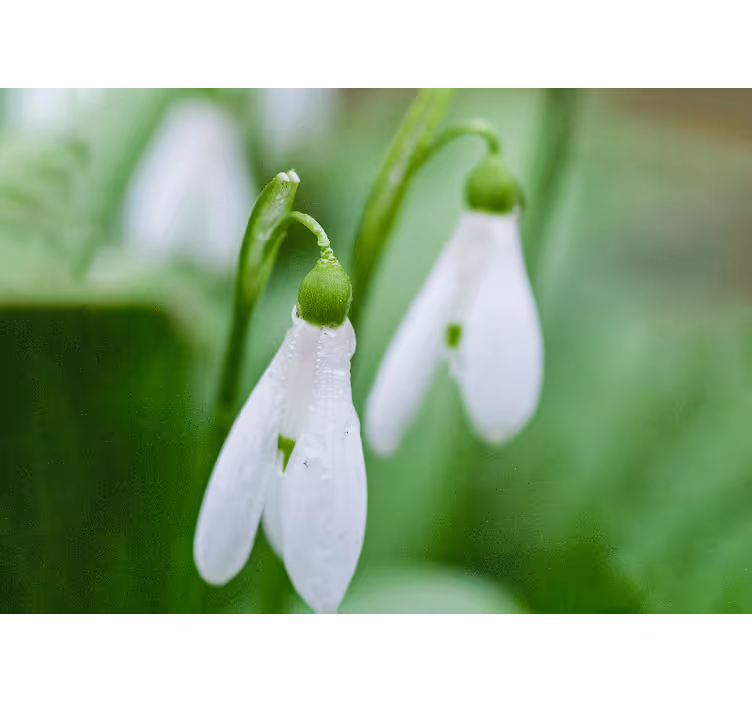 Fototapeter blommor snödropp blomster elegans - Tenstickers