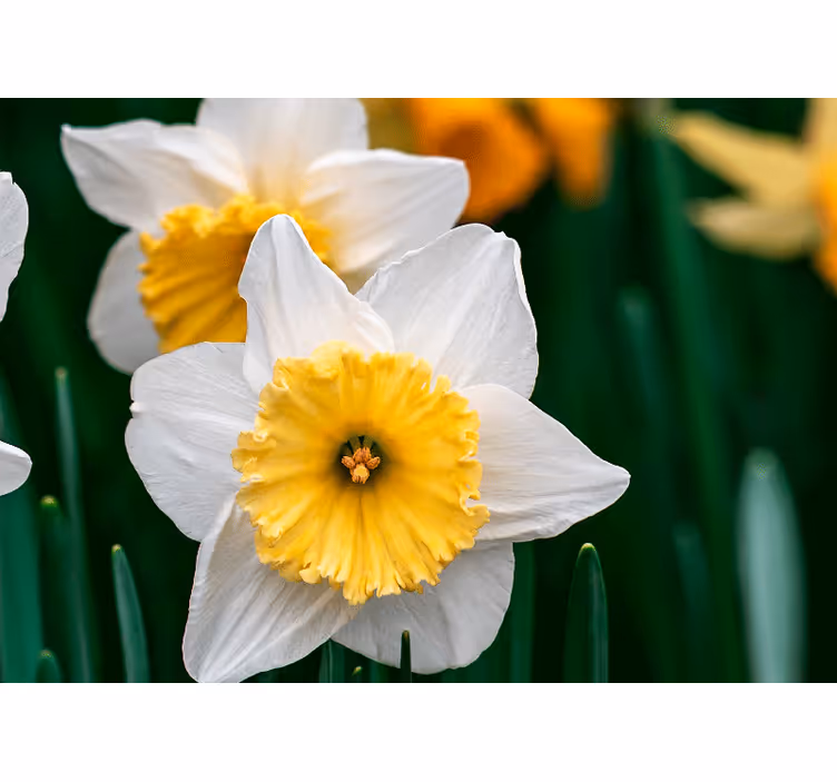 Fototapeter vallmor narsissens blomstrande elegans - Tenstickers