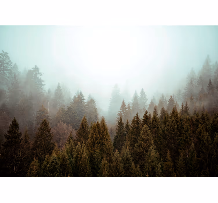 Fototapeter skogar dimma grönskande skog - Tenstickers