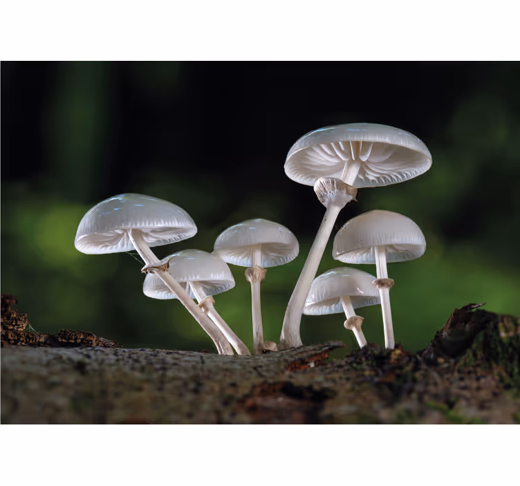Fototapeter natur svampkluster tillväxt - Tenstickers