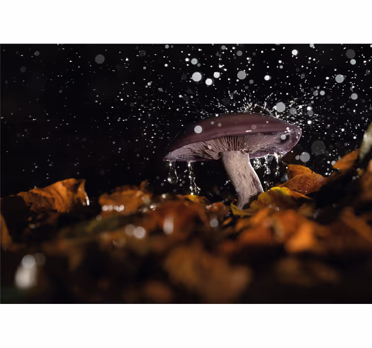 Fototapeter natur svamp vattensplash - Tenstickers