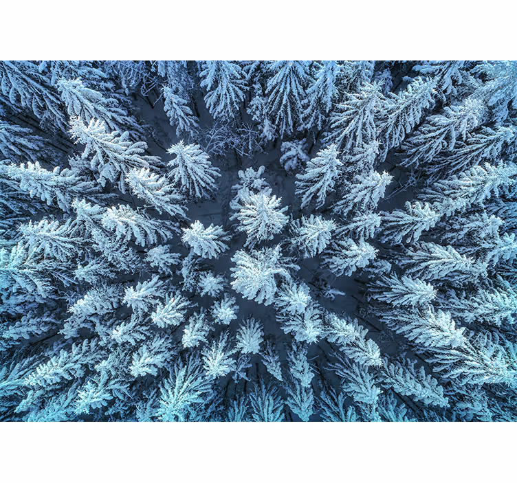 Fototapeter natur fryst tallskog - Tenstickers