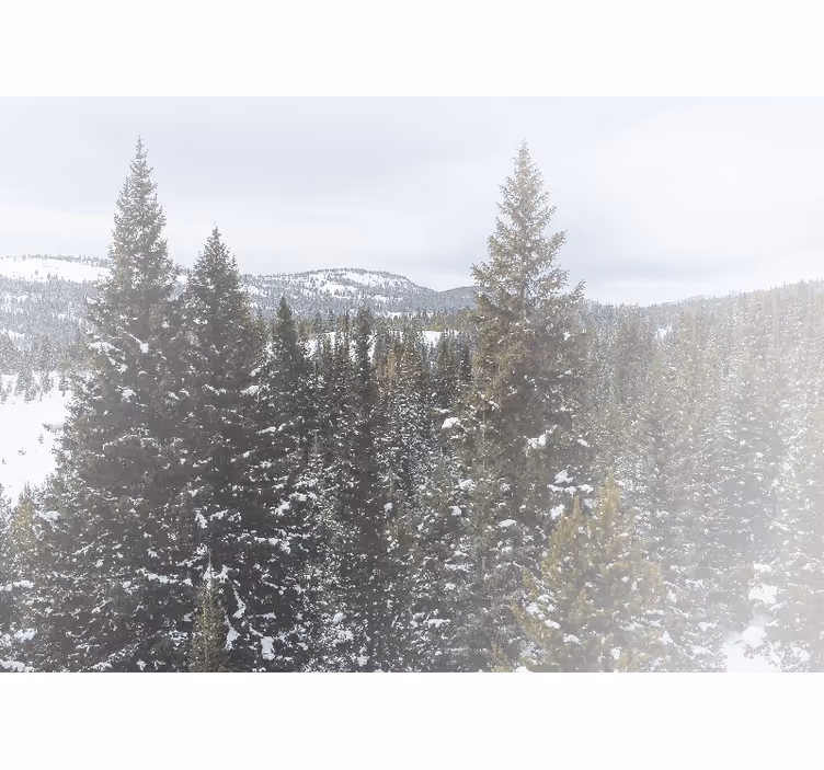 Fototapeter natur snöig grönskande landskap - Tenstickers
