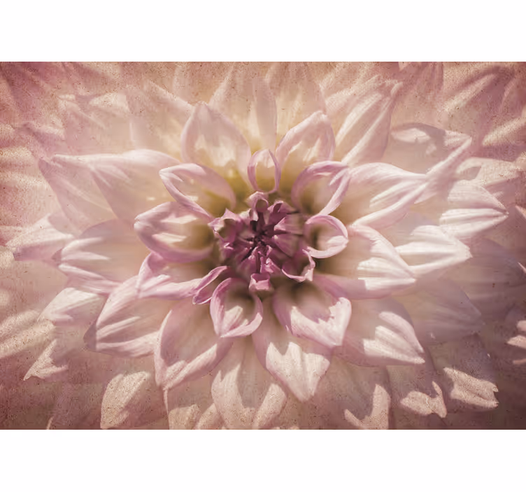 Fototapet rosa dahlia kronblad - Tenstickers