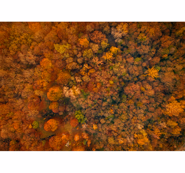 Fototapeter natur hösttakutsikt - Tenstickers