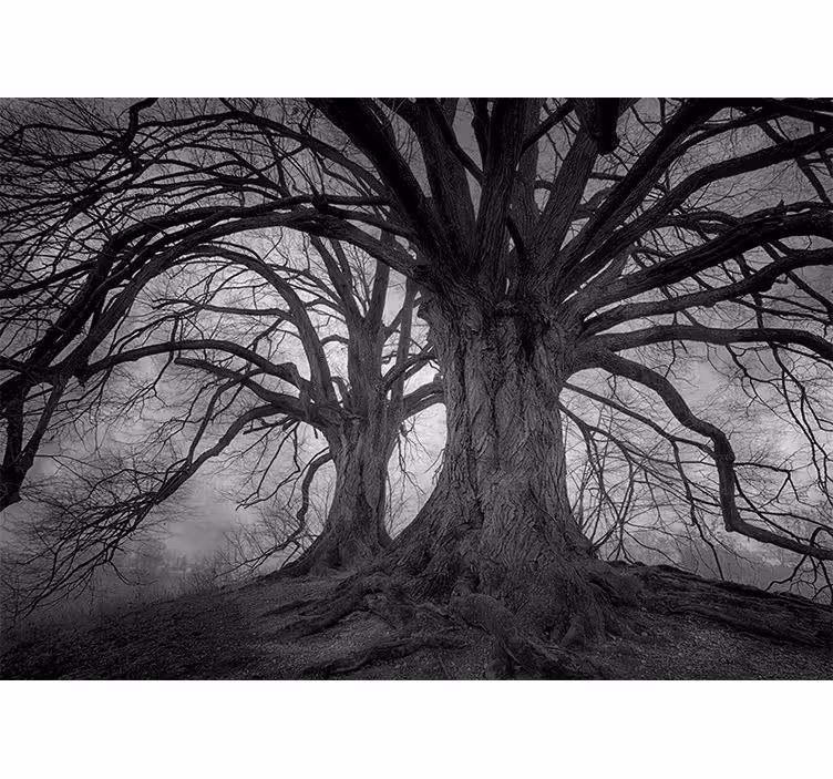 Tree kahl fototapeta för estetisk fotografering - Tenstickers