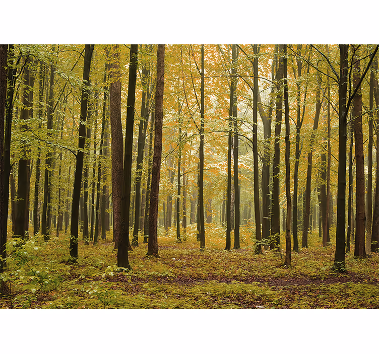 Fototapeter skogar höstskog landskap - Tenstickers