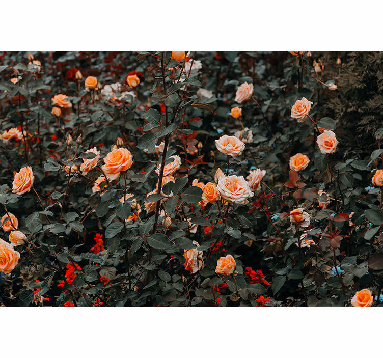 Fototapeter Övriga blommor rosor i blomstring - Tenstickers