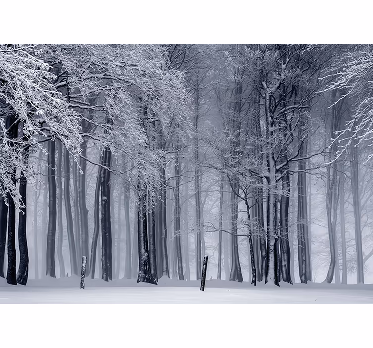 Snöiga träd landskap Fototapeter Skogar - Tenstickers