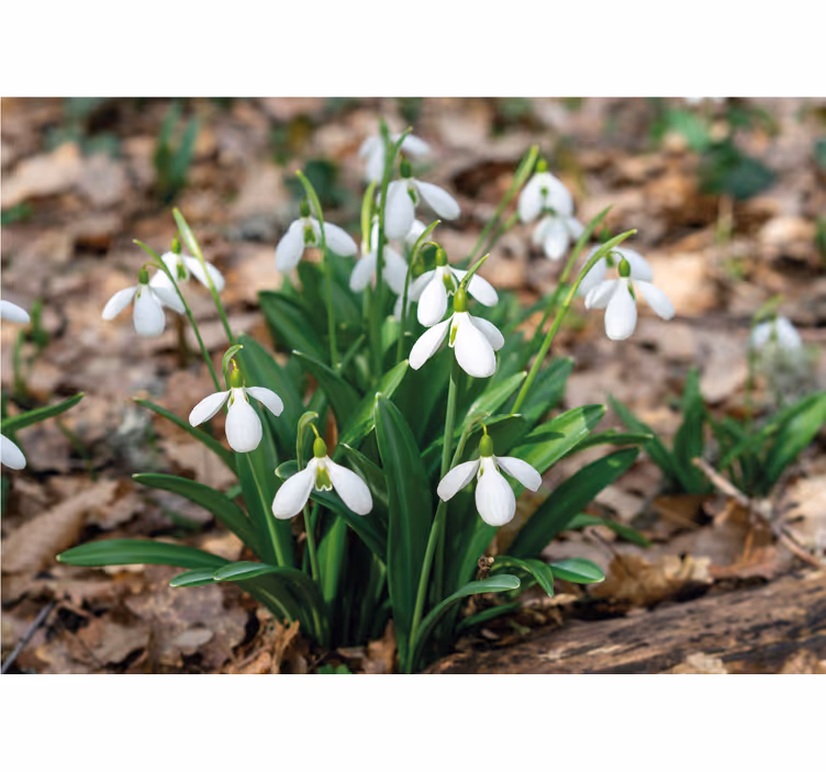Snödroppar skog landskap blomma fototapet - Tenstickers