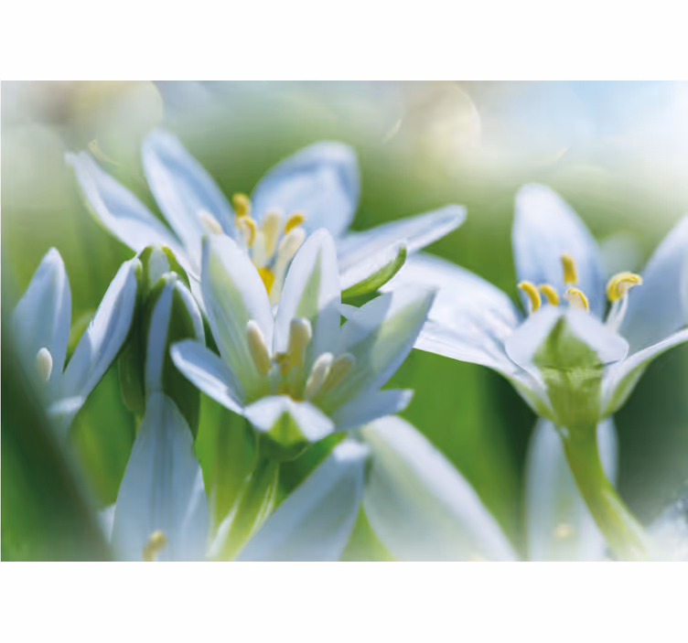 Fototapeter blommor milda vita blommor - Tenstickers