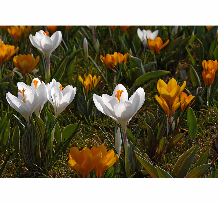 Fototapeter blommor krokusblomma bloom - Tenstickers