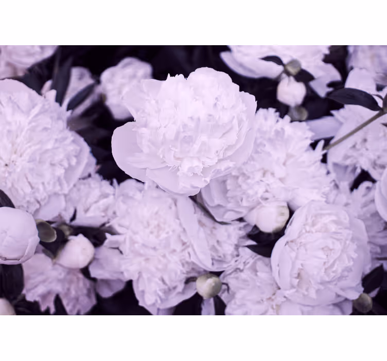 Fototapeter blommor lavendel pionerblommor - Tenstickers