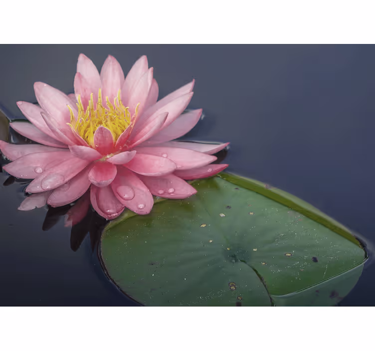 Lugnt rosa loto Fototapeter Övriga blommor - Tenstickers