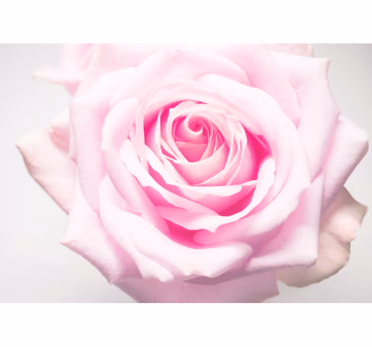 Elegant stor rosa ros fototapeta - Tenstickers