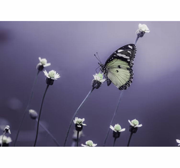 Fototapeter blommor fjäril på blommor - Tenstickers