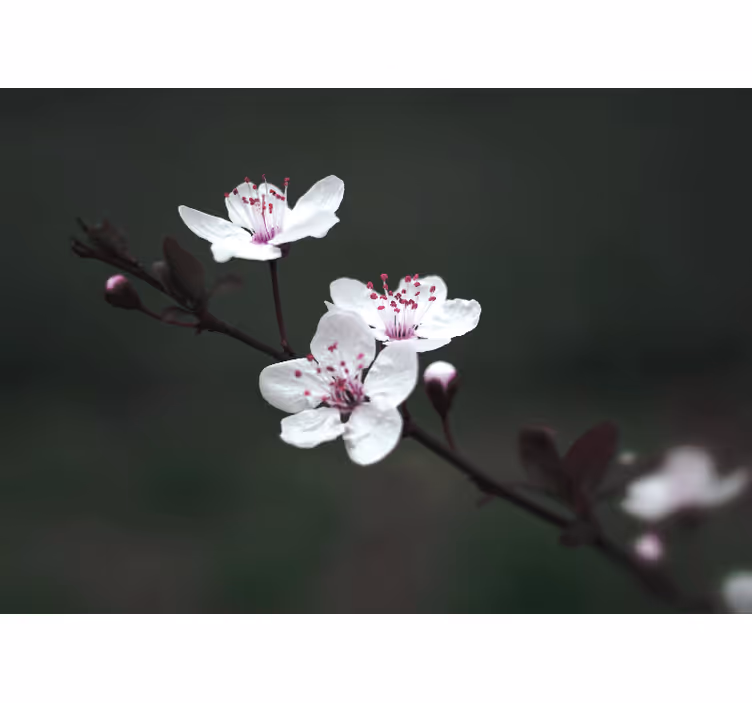 Fototapeter vallmor sakura gren - Tenstickers