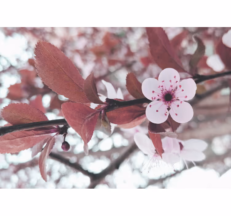 Fototapeter blommor kirsblommor blomstring - Tenstickers