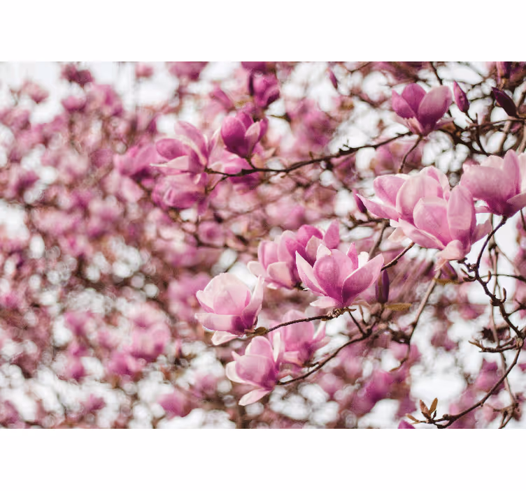 Fototapeter magnolior magnoliablomma utställning - Tenstickers