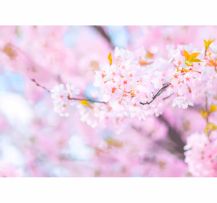 Fototapeter blommor körsbärsblommans prakt - Tenstickers