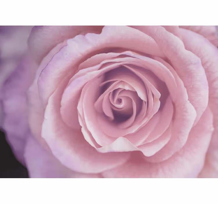 Fototapeter blommor rosa rosblomma - Tenstickers