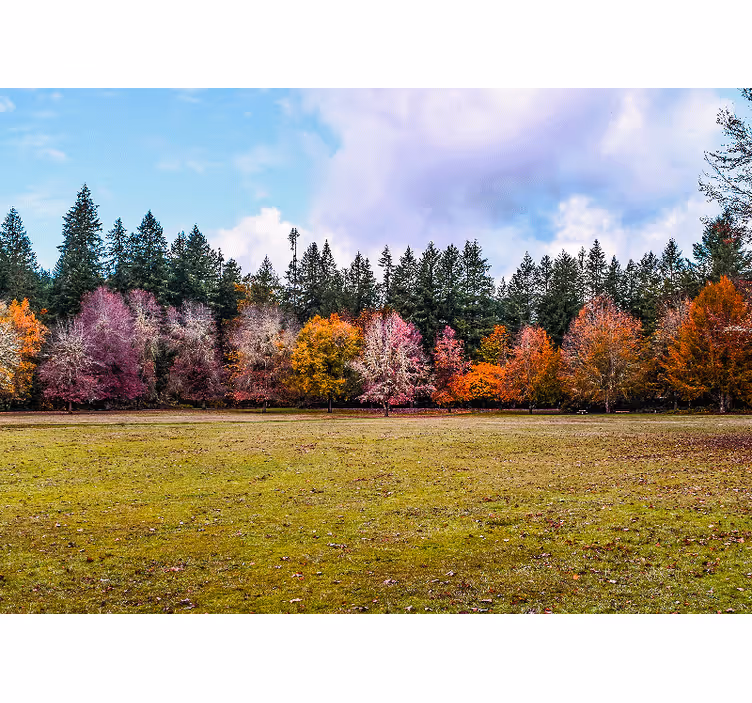 Natur utomhus park äktenskap fototapeter - Tenstickers