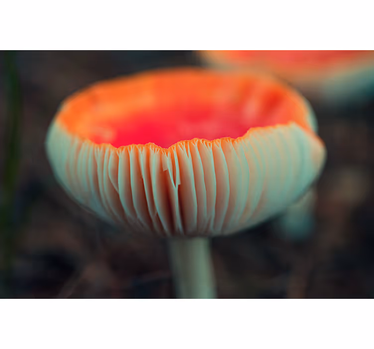 Fototapeter vallmor elegant vallmoblomma - Tenstickers