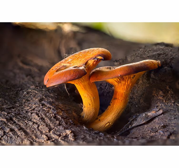 Fototapeter skogar svampscen i naturen - Tenstickers