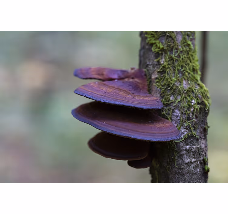 Fototapeter natur svampväxt detalj - Tenstickers