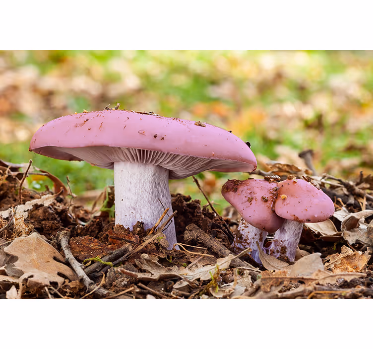 Fototapeter Övriga blommor rosa svampkluster - Tenstickers