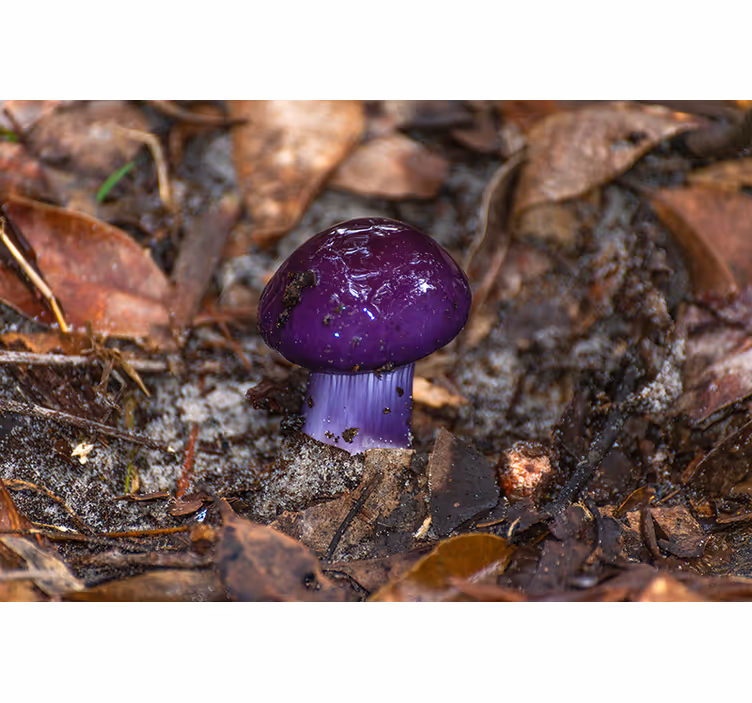 Ametist svamp natur fototapet - Tenstickers