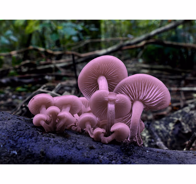Fototapeter blommor rosa svampkluster - Tenstickers