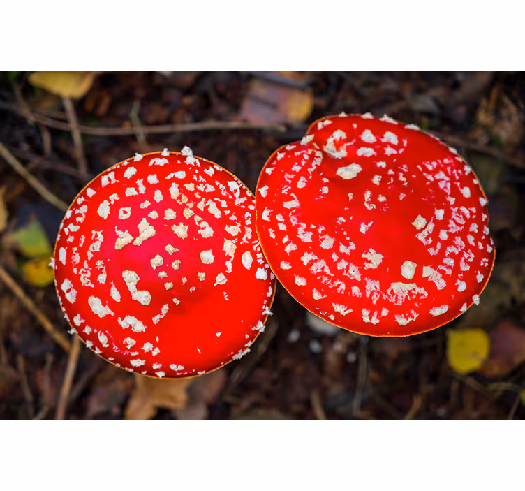 Fototapeter natur röda svampkapslar - Tenstickers